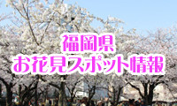 もうすぐ桜が見ごろですよ！福岡お花見スポット情報！ 