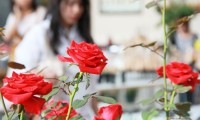 博多駅前でバラの市場「ROSE MARCHE」開催中！10月4日（木）まで 