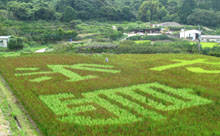 【動画】＜糸島へ行こう！＞糸島の自然と二丈の赤米が堪能できる催し「二丈赤米・花見会」