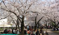 あっという間に桜満開、盛り上がる真昼の宴！福博であい橋では「桜宴」開催！ 