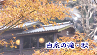 【動画】＜糸島へ行こう！＞白糸の滝・秋～紅葉をもとめて～