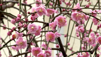 【動画】＜糸島へ行こう！＞見ごろです!!「小富士梅林」　今は春べと咲くやこの花
