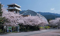 福岡市の花畑園芸公園で「さくらとアーモンドの花まつり」が開催中！！4月6日（日）まで