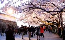 満開の桜にライトアップ！ 「福岡城さくらまつり2014」開幕！4月6日まで