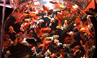 5000匹の金魚が幻想的な空間を演出！ＪＲ博多駅でアートアクアリウム展