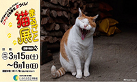 北九州市立いのちのたび博物館にて春の特別展「まるごと猫展」が開催されます！６月１日まで！