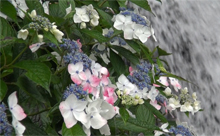 【動画】＜糸島へ行こう！＞１０万本の花々が咲き誇る・白糸の滝あじさいまつり