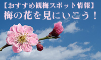 梅の名所へ出かけよう！福岡県内の開花トップバッターは舞鶴公園！