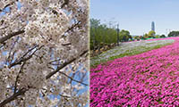 桜並木と芝桜を満喫！！春のハウステンボス