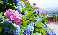 【動画】10万本のアジサイが咲き乱れる「白糸の滝 あじさい祭り」開催！！
