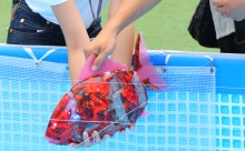 ロボット錦鯉が九州初遊泳！福岡市役所前「The Creators」で今日（9日）まで泳いでいます！