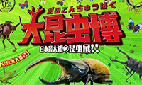 日本最大級の昆虫展！「大昆虫博」北九州市立いのちのたび博物館にて9/3（日）まで開催中！