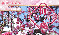 観梅シーズン到来！「春の花まつり2018　梅まつり」～3月4日（日）まで 石橋文化センター園内にて開催！