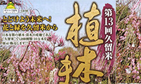 1，000種類・10万本が展示即売「第13回久留米植木まつり」久留米市百年公園にて開催中