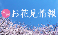 桜満開の季節☆ここがお薦め！九州お桜見情報in佐賀