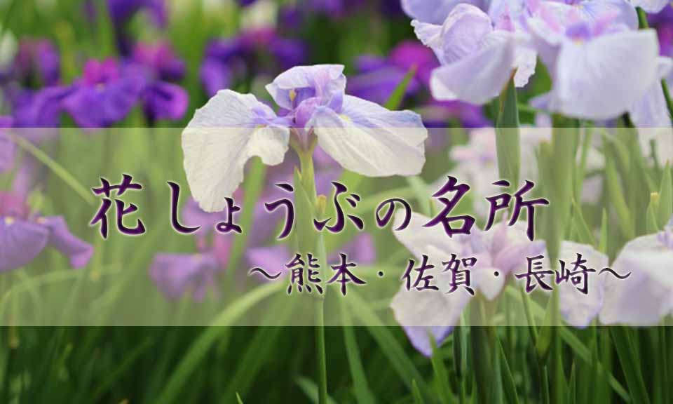 艶やかな初夏の風物詩「花しょうぶ」熊本・佐賀・長崎の名所を紹介！